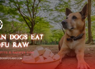 Can Dogs Eat Tofu Raw? A Complete Guide to Feeding Tofu to Your Furry Friend Can Dogs Eat Tofu?