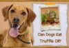 Can Dogs Eat Truffle? A Comprehensive Guide to Feeding Your Pup This Luxurious Treat Can Dogs Eat Truffles or Truffle Oil? Expert Answers and Advice