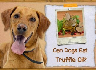 Can Dogs Eat Truffle? A Comprehensive Guide to Feeding Your Pup This Luxurious Treat Can Dogs Eat Truffles or Truffle Oil? Expert Answers and Advice