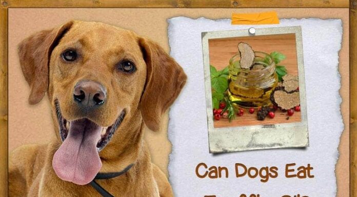 Can Dogs Eat Truffle? A Comprehensive Guide to Feeding Your Pup This Luxurious Treat Can Dogs Eat Truffles or Truffle Oil? Expert Answers and Advice