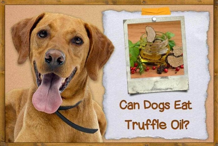 Can Dogs Eat Truffles or Truffle Oil? Expert Answers and Advice