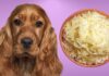 Can Dogs Eat Sauerkraut and Pork? A Complete Guide to Serving These Foods to Your Furry Friend Can Dogs Eat Sauerkraut?