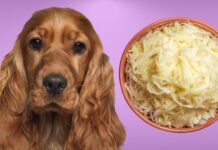 Can Dogs Eat Sauerkraut and Pork? A Complete Guide to Serving These Foods to Your Furry Friend Can Dogs Eat Sauerkraut?