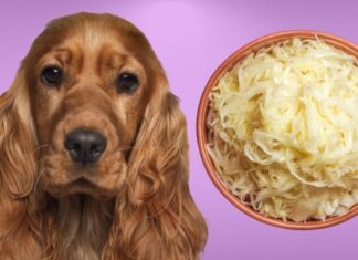 Can Dogs Eat Sauerkraut and Pork? A Complete Guide to Serving These Foods to Your Furry Friend Can Dogs Eat Sauerkraut?