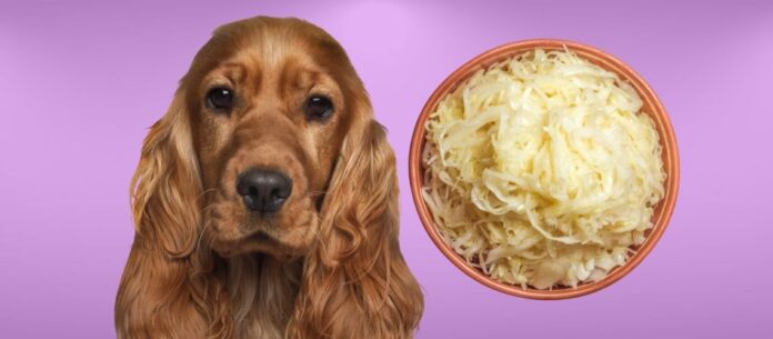 Can Dogs Eat Sauerkraut?