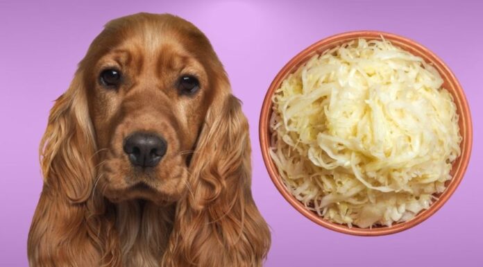 Can Dogs Eat Sauerkraut and Pork? A Complete Guide to Serving These Foods to Your Furry Friend Can Dogs Eat Sauerkraut?