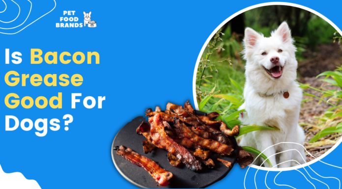 Is Bacon Grease Good for Dogs? The Truth About This Fatty Treat Bacon Grease drizzled on dog food? : r/Goldendoodles