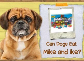 Can Dogs Have Mike and Ikes? The Sweet Truth About This Candy and Your Furry Friend My dog ate about a quarter to a half pound of candy including & Ike's
