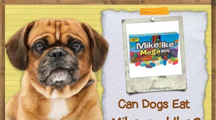 Can Dogs Have Mike and Ikes? The Sweet Truth About This Candy and Your Furry Friend My dog ate about a quarter to a half pound of candy including & Ike's