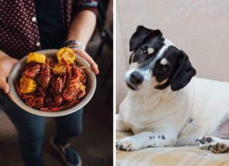 Can Dogs Eat Crawfish? A Complete Guide to Feeding Your Pup This Seafood Delicacy My dog ate shells from crawfish and shrimp. They were cooked. He found them in the trash 36 hours after eating guests