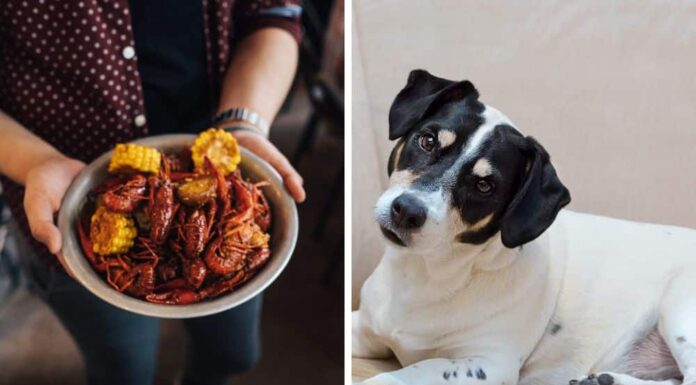 Can Dogs Eat Crawfish? A Complete Guide to Feeding Your Pup This Seafood Delicacy My dog ate shells from crawfish and shrimp. They were cooked. He found them in the trash 36 hours after eating guests