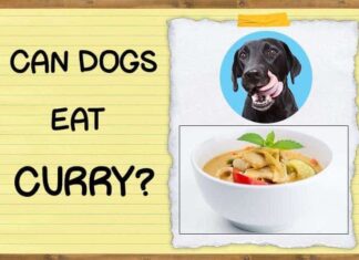 Can Dogs Have Curry? A Complete Guide to Spicy Foods and Your Furry Friend My dog ate a few pieces of potato with curry. What should i do? 90lbs. It happened last night. I haven't seen him throw