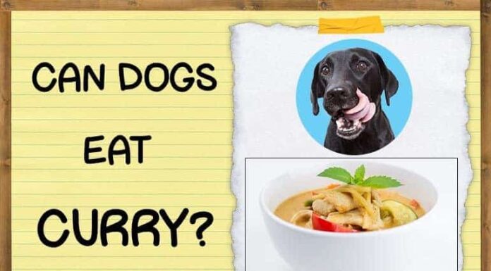 Can Dogs Have Curry? A Complete Guide to Spicy Foods and Your Furry Friend My dog ate a few pieces of potato with curry. What should i do? 90lbs. It happened last night. I haven't seen him throw
