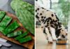 Can Dogs Eat Nopales? A Complete Guide to Feeding Cactus Paddles to Your Pup Can Dogs Eat Nopales? Vet Approved Facts & FAQ