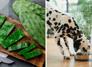 Can Dogs Eat Nopales? A Complete Guide to Feeding Cactus Paddles to Your Pup Can Dogs Eat Nopales? Vet Approved Facts & FAQ