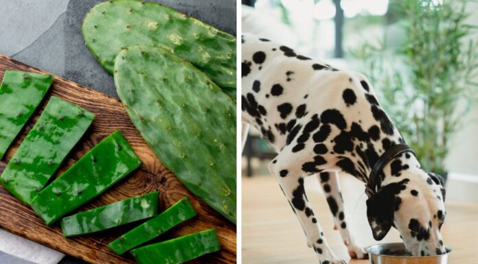 Can Dogs Eat Nopales? A Complete Guide to Feeding Cactus Paddles to Your Pup Can Dogs Eat Nopales? Vet Approved Facts & FAQ