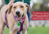 The Ultimate Guide to Canine Good Citizen Benefits: Transform Your Dog into a Model Pet Canine Good Citizen (CGC)