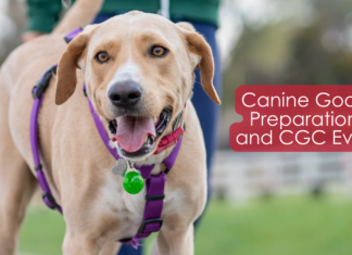 The Ultimate Guide to Canine Good Citizen Benefits: Transform Your Dog into a Model Pet Canine Good Citizen (CGC)