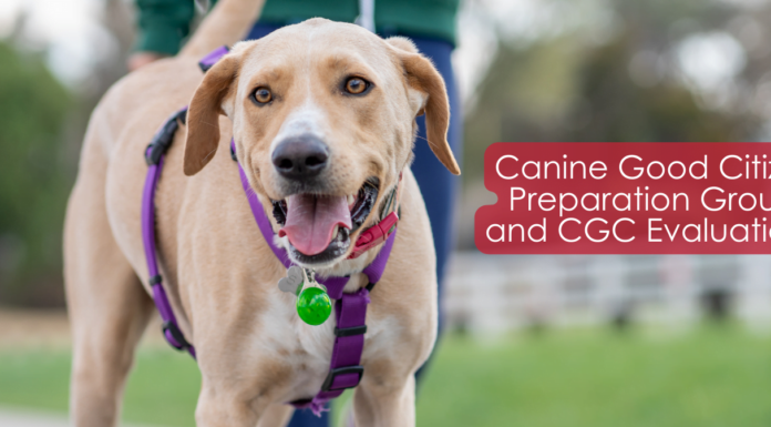 The Ultimate Guide to Canine Good Citizen Benefits: Transform Your Dog into a Model Pet Canine Good Citizen (CGC)