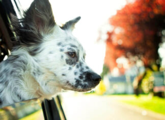 Ultimate Guide: Holiday Dog Travel Made Easy – Tips for a Pawsome Adventure Tips for Holiday Travel with Your Pet