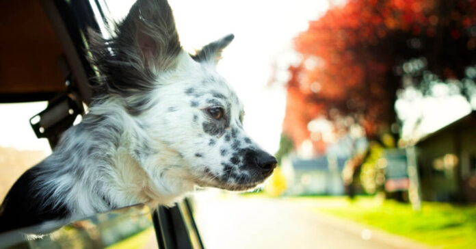 Tips for Holiday Travel with Your Pet