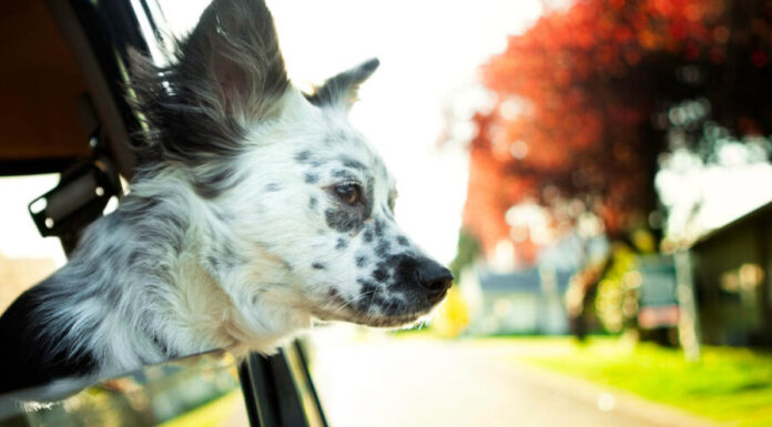 Ultimate Guide: Holiday Dog Travel Made Easy – Tips for a Pawsome Adventure Tips for Holiday Travel with Your Pet