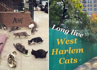 The Fascinating World of Harlem Cats: A Tale of Urban Feline Culture Harlem Cats (@harlemcatsnyc) • Instagram photos and videoswww.instagram.com › harlemcatsnyc