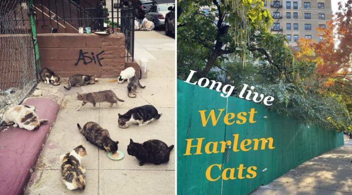 The Fascinating World of Harlem Cats: A Tale of Urban Feline Culture Harlem Cats (@harlemcatsnyc) • Instagram photos and videoswww.instagram.com › harlemcatsnyc