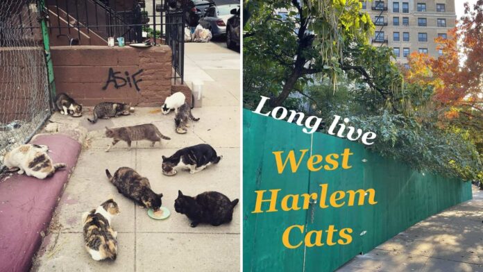 Harlem Cats (@harlemcatsnyc) • Instagram photos and videoswww.instagram.com › harlemcatsnyc