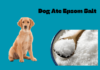 Is Epsom Salt Bad for Dogs if Ingested? Understanding the Risks and What to Do My dog seem to have slightly ripped open a bag of my Epsom salts. It does not appear that he ate any but I just wanted