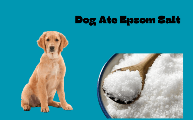 Is Epsom Salt Bad for Dogs if Ingested? Understanding the Risks and What to Do My dog seem to have slightly ripped open a bag of my Epsom salts. It does not appear that he ate any but I just wanted