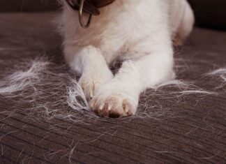 8 Creative and Sustainable Uses for Dog Hair That Will Blow Your Mind A Hairy Situation: Things to Do With Fur (and What Not to Do)