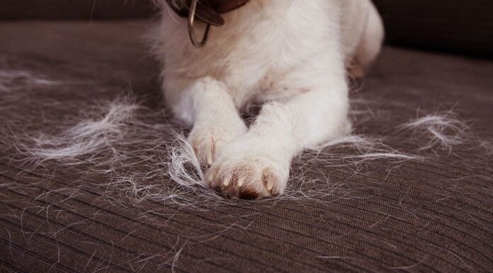 8 Creative and Sustainable Uses for Dog Hair That Will Blow Your Mind A Hairy Situation: Things to Do With Fur (and What Not to Do)