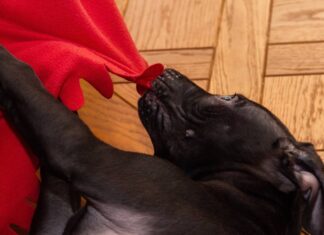 Why Do Pitbulls Nibble on Blankets? Understanding This Adorable Yet Puzzling Behavior Why does my adult pit bull like nibbling on blankets with his front teeth so that it makes a strange popping sound?