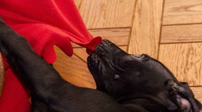 Why Do Pitbulls Nibble on Blankets? Understanding This Adorable Yet Puzzling Behavior Why does my adult pit bull like nibbling on blankets with his front teeth so that it makes a strange popping sound?