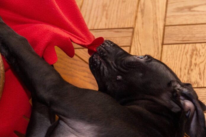 Why does my adult pit bull like nibbling on blankets with his front teeth so that it makes a strange popping sound?