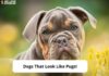 8 Adorable Dogs That Look Like Pug: Your Ultimate Guide to Pug-Like Breeds 15 Flat