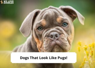 8 Adorable Dogs That Look Like Pug: Your Ultimate Guide to Pug-Like Breeds 15 Flat