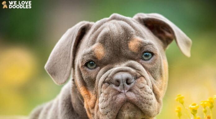 8 Adorable Dogs That Look Like Pug: Your Ultimate Guide to Pug-Like Breeds 15 Flat