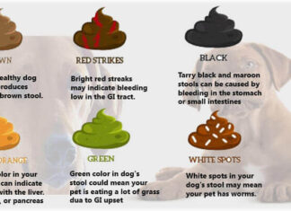 A Complete Guide to Dark Brown Diarrhea in Dogs: Causes, Treatment, and When to Worry All About Dog Poop: Dog Diarrhoea