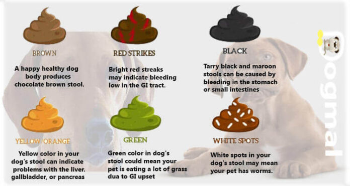 All About Dog Poop: Dog Diarrhoea