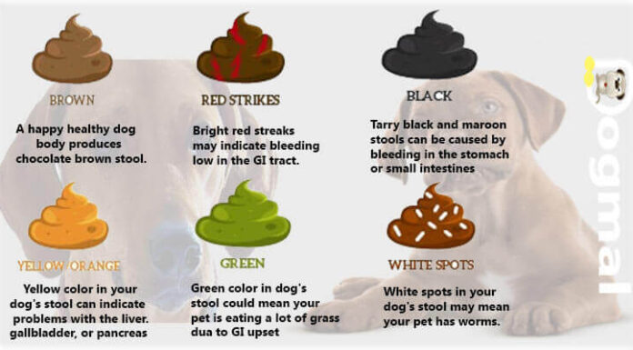 A Complete Guide to Dark Brown Diarrhea in Dogs: Causes, Treatment, and When to Worry All About Dog Poop: Dog Diarrhoea