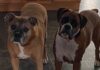 The Ultimate Guide to Boxer Dog Diet: What Your Active Companion Needs to Thrive Best Dog Food for Boxer Dogs