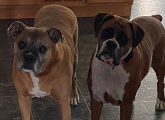 The Ultimate Guide to Boxer Dog Diet: What Your Active Companion Needs to Thrive Best Dog Food for Boxer Dogs