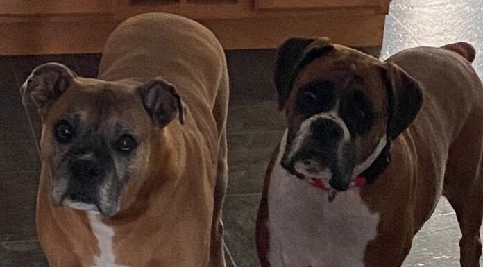 The Ultimate Guide to Boxer Dog Diet: What Your Active Companion Needs to Thrive Best Dog Food for Boxer Dogs