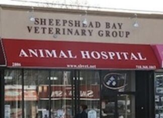 Finding the Best Sheepshead Bay Vet: Your Complete Guide to Pet Care in Brooklyn Sheepshead Bay Veterinary Groupsbvet.net