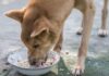 Can Dogs Eat Sushi Rice? A Complete Guide to Feeding Your Pup This Japanese Staple Can my dog eat this?... : r/DogAdvice