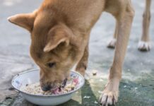 Can Dogs Eat Sushi Rice? A Complete Guide to Feeding Your Pup This Japanese Staple Can my dog eat this?... : r/DogAdvice