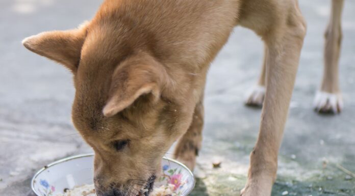 Can Dogs Eat Sushi Rice? A Complete Guide to Feeding Your Pup This Japanese Staple Can my dog eat this?... : r/DogAdvice