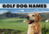Creative Golf Terms for Dog Names: A Hole-in-One Guide for Pet Parents Tee Time Tails: 23 Golf Related Dog Names for Your Pup on Par